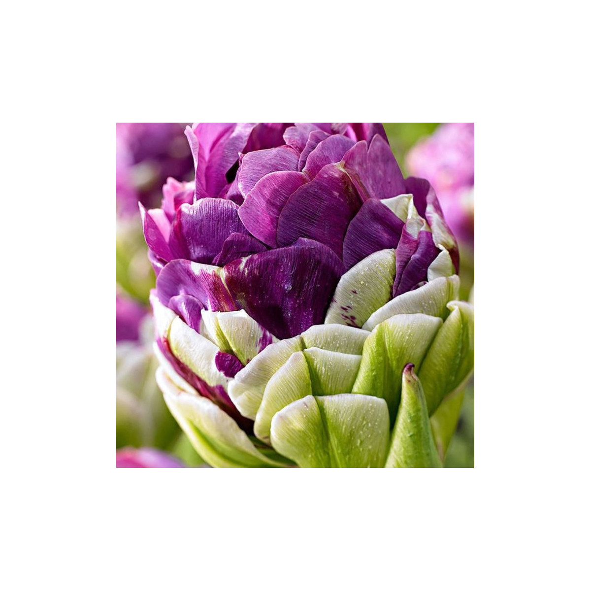 Tulipán Exquisit - Tulipa - cibuloviny - 3 ks