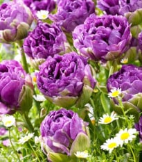 Tulipán Exquisit - Tulipa - cibuloviny - 3 ks