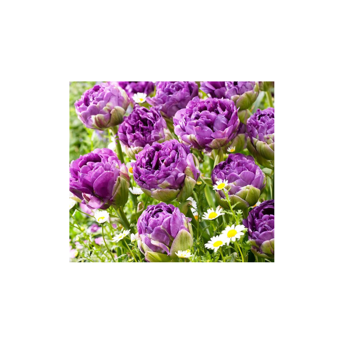 Tulipán Exquisit - Tulipa - cibuloviny - 3 ks