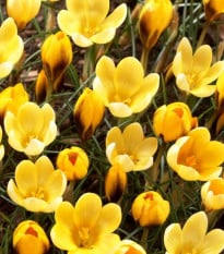 Krokus Goldilocks - Crocus chrysanthus - cibuloviny - 3 ks