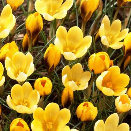 Krokus Goldilocks - Crocus chrysanthus - cibuloviny - 3 ks