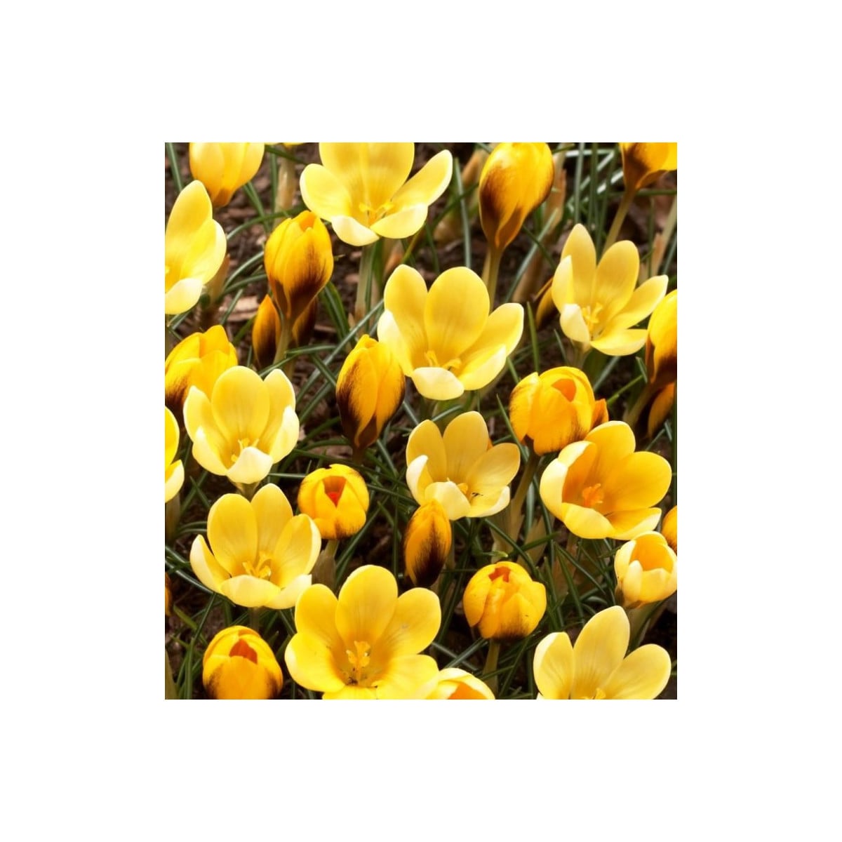 Krokus Goldilocks - Crocus chrysanthus - cibuloviny - 3 ks
