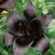 Lilie Nightrider - Lilium - cibule lilie - 1 ks