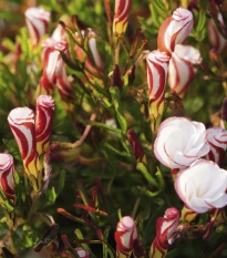 Šťavel dvoubarevný - Oxalis versicolor - hlízy šťavelu - 1 ks