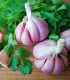 Sadbový česnek Bjetin - Allium sativum - ozimý paličák - cibule česneku - 1 balení