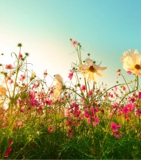 Romantická zahrada - semena letniček - směs letniček - 0,9 g