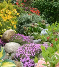 Letničky do skalky - semena letniček - směs letniček - 0,9 g