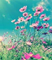 Zahradní sen v růžovém - semena letniček - směs letniček - 0,9 g