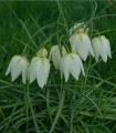 Řebčík bílý - Fritillaria meleagris - cibule řebčíku - 3 ks