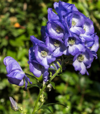 Oměj Carmichaelův - Aconitum carmichaelii - cibuloviny - 1 ks