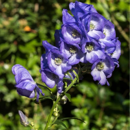 Oměj Carmichaelův - Aconitum carmichaelii - cibuloviny - 1 ks