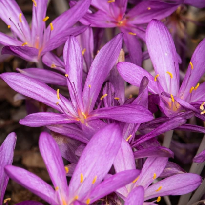 Ocún podzimní růžový - Colchicum autumnale - hlízy ocúnu - 1 ks