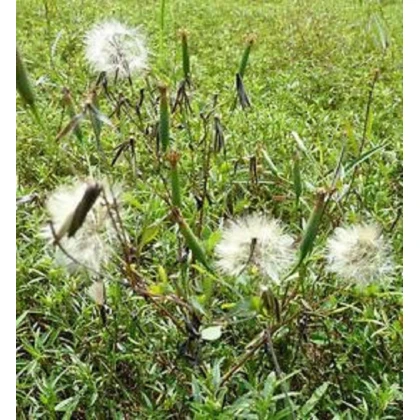 Koriandr bolívijský - Porophyllum ruderale - semena - 5 ks