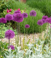 Česnek okrasný fialový - Allium purple sensation - cibule okrasného česneku - 3 ks
