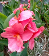 Dosna růžová La Boheme - Canna - hlízy dosny - 1 ks