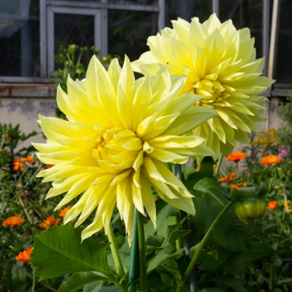 Jiřinka Kenemerland žlutá - Dahlia - hlízy jiřinky - 1 ks