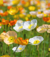 Mák Party fun - Papaver nudicaule - semena máku - 20 ks