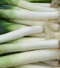 Pór zimní Carentan - Allium porrum - semena póru - 200 ks