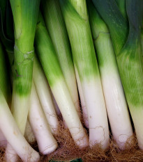 Pór zimní D´Elbeuf - Allium porrum - semena póru - 200 ks