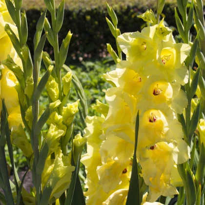 Mečík žlutý - Gladiolus Gold - cibuloviny - 3 ks