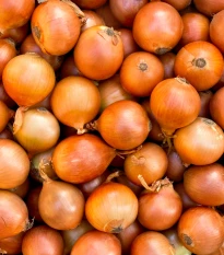 BIO Cibule jarní žlutá - Allium cepa - bio semena cibule - 500 ks