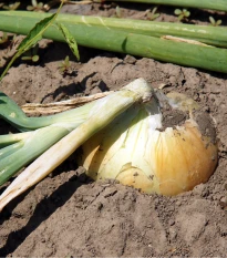 Cibule žlutá Zittauer - Allium cepa - semena cibule - 270 ks