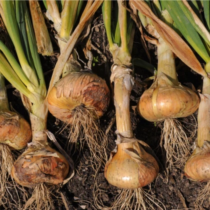 Cibule ozimá Senshyu Yellow - Allium - semena - 0,4 g