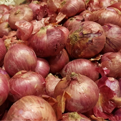 Cibule Lilia - Allium cepa - semena cibule - 130 ks