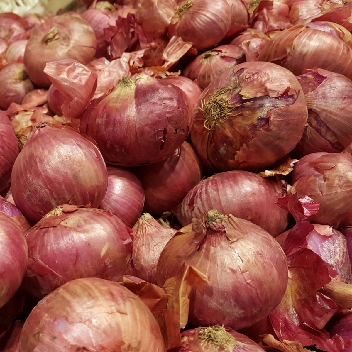 Cibule Lilia - Allium cepa - semena cibule - 130 ks