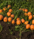 Mrkev kulatá k rychlení Pariser Markt - Daucus carota - semena mrkve - 500 ks