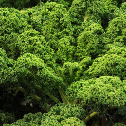 Kadeřávek Lerchenzungen - Brassica oleracea L. - semena kadeřávku - 150 ks