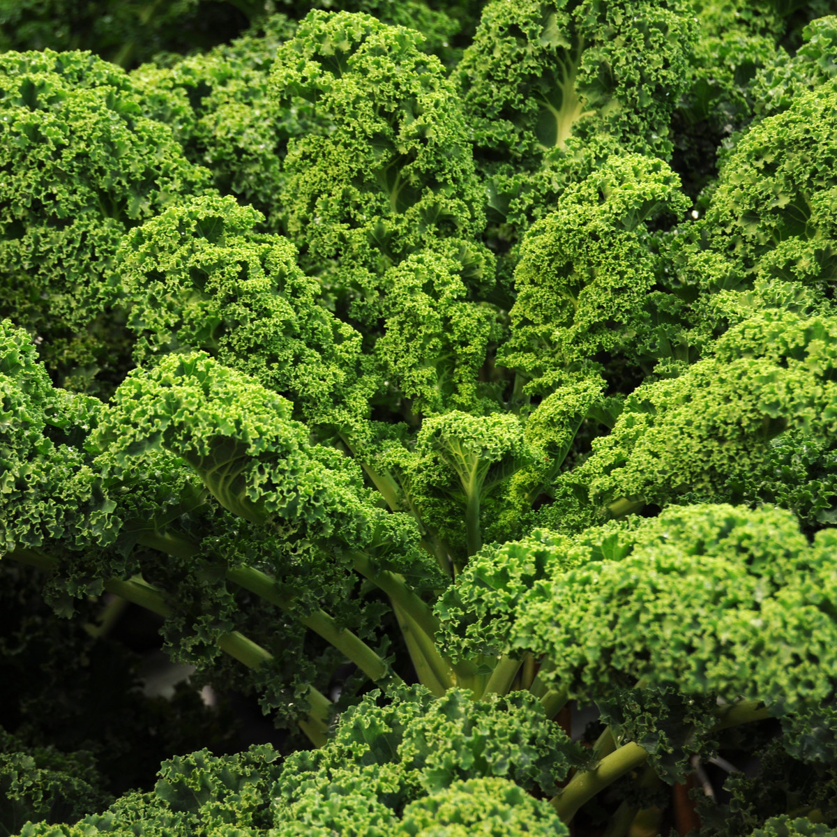 Kadeřávek Lerchenzungen - Brassica oleracea L. - semena kadeřávku - 150 ks