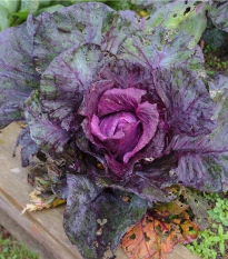 Zelí červené hlávkové Kalibos - Brassica oleracea - semena zelí - 0,5 g