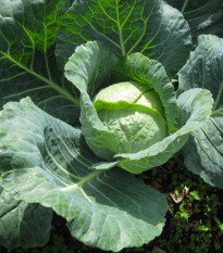 zel hlvkov bl Holt - Brassica oleracea convar. capitata var. alba Holt
