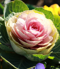 Okrasné zelí Sunrise - Brassica oleracea - semena - 20 ks