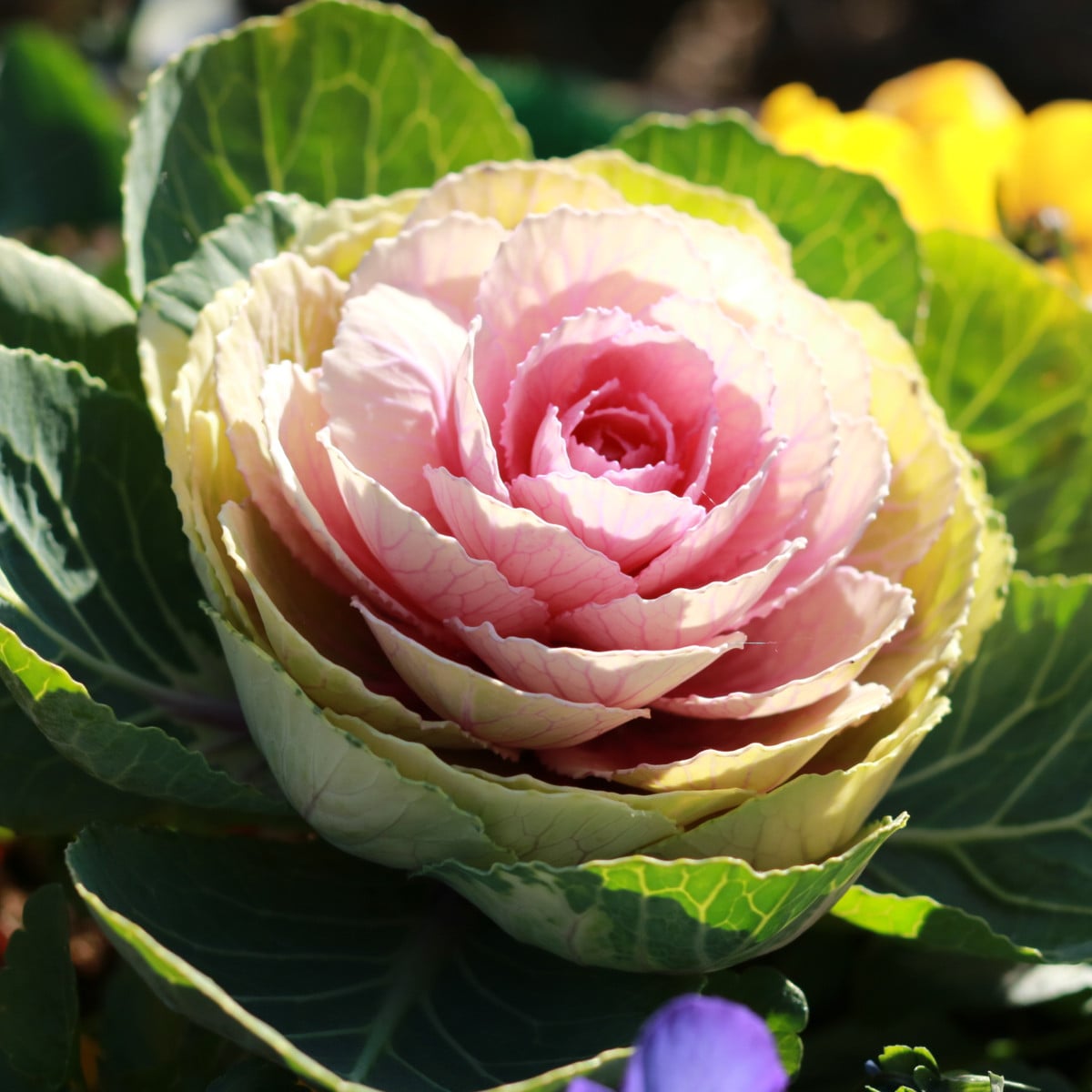 Okrasné zelí Sunrise - Brassica oleracea - semena - 20 ks