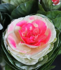 Okrasné zelí Crane Bicolor F1 - Brassica oleracea - semena okrasného zelí - 20 ks