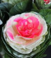 Okrasné zelí Crane Bicolor F1 - Brassica oleracea - semena okrasného zelí - 20 ks