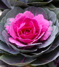 Okrasné zelí Sunset F1 - Brassica oleracea - semena okrasného zelí - 20 ks