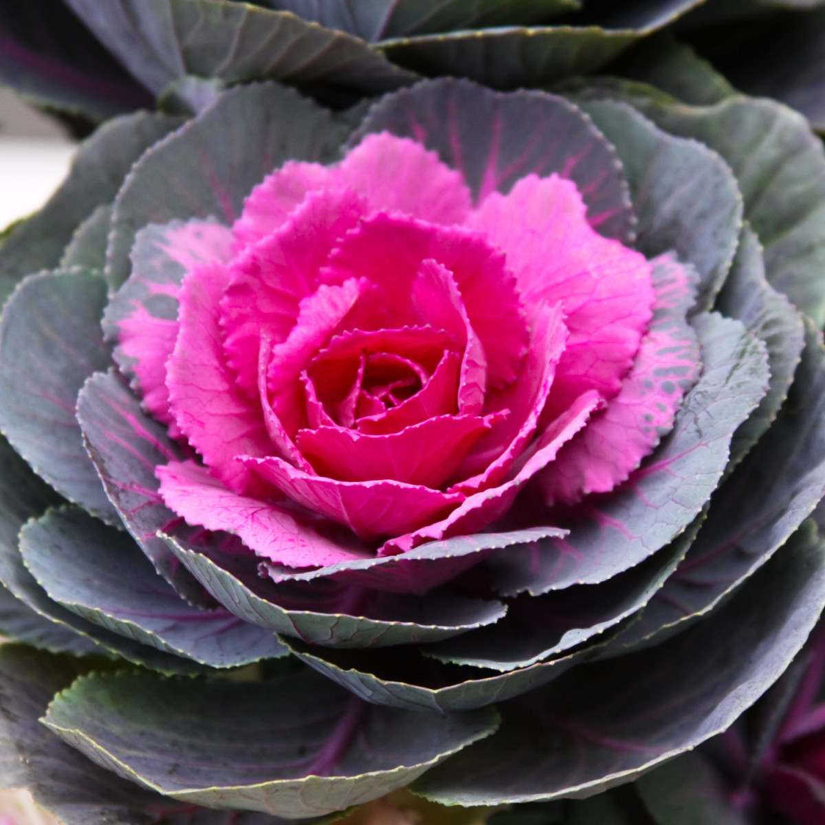 Okrasné zelí Sunset F1 - Brassica oleracea - semena okrasného zelí - 20 ks