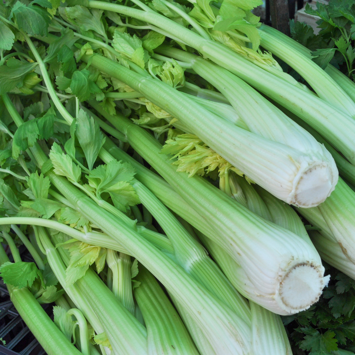 Celer řapíkatý Malachit - Apium graveolens - semena celeru - 0,7 g