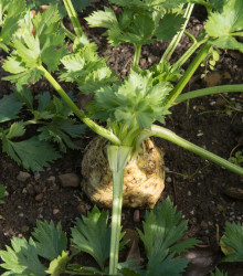 Celer bulvový Maxim - Apium graveolens - semena celeru - 0,4 g