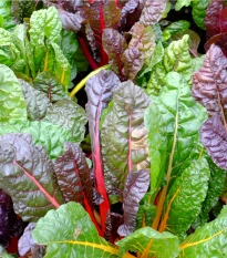 Mangold duhový - Beta vulgaris - semena mangoldu - 25 ks