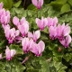 Brambořík břečťanolistý - Cyclamen hederifolium - hlízy bramboříku - 1 ks