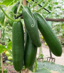 BIO Okurka salátová Sonja - Cucumis sativus - bio semena okurky - 5 ks