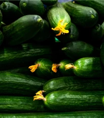 BIO Okurka salátová Flamingo F1 - Cucumis sativus - bio semena okurky - 4 ks