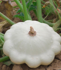 Patizon Disco - Cucurbita pepo - semena patizonu - 12 ks