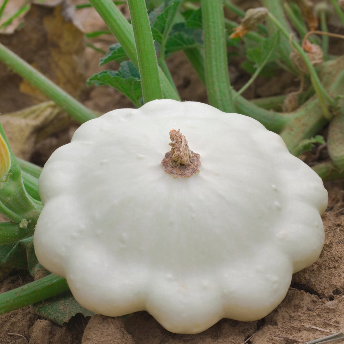 Patizon Disco - Cucurbita pepo - semena patizonu - 12 ks