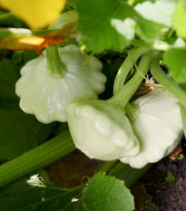 Patizon Custard White - Cucurbita pepo - semena patizonu - 5 ks