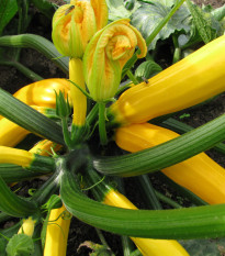 Cuketa Saffron F1 - Cucurbita pepo - semena - 7 ks